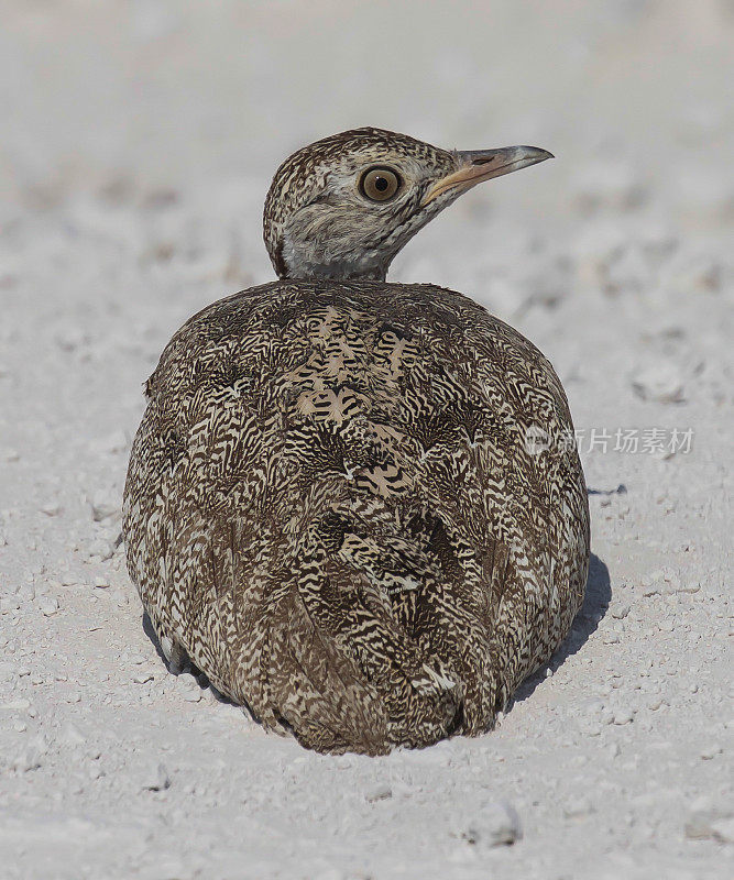 Red-Crested Korhaan